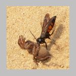 Anoplius viaticus - wegwespe w02 10mm.jpg